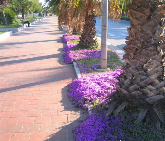 Viale fiorito